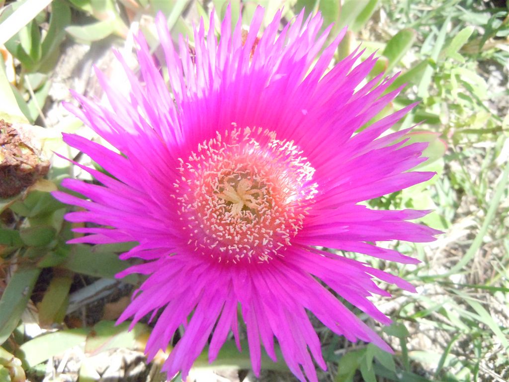 Carpobrotus edulis / Fico degli Ottentotti edule